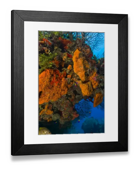 Framed Print : encursting organge and red sponges ((Diplastrella sp. ) Hol Chan Marine Park, Ambergris Caye