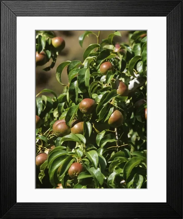 Framed Print : USA, North America, Washington