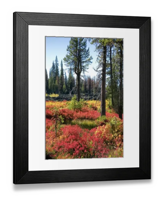 Framed Print : USA, Oregon, McKenzie Pass. Huckleberry leaves turn scarlet on the Santiam Pass in Framed Print : USA, Oregon, McKenzie Pass. Huckleberry leaves turn scarlet on the Santiam Pass in
