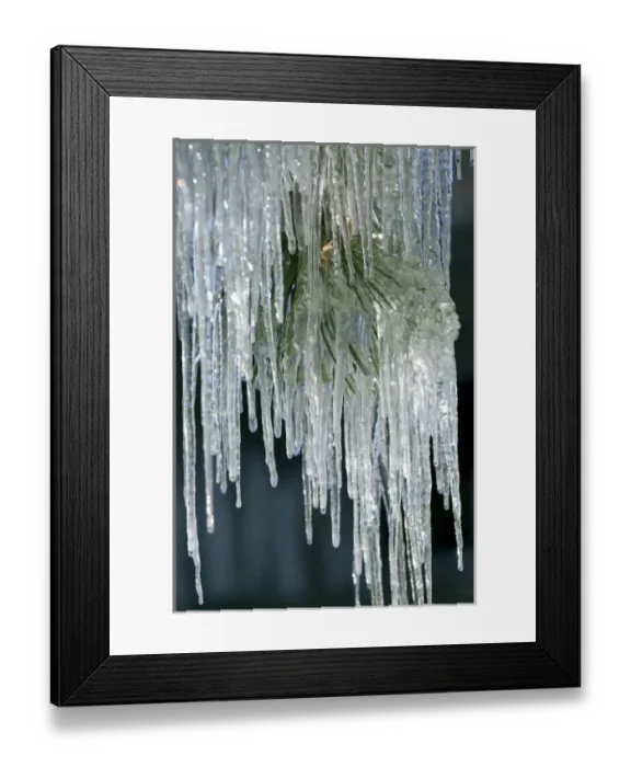 Framed Print : USA, Oregon, Bend. A cascade of icicles falls from pine needles in Bend, Oregon