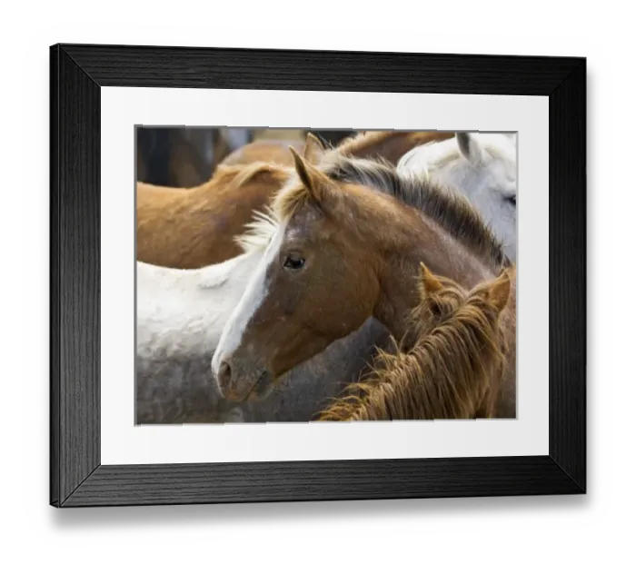 Framed Print : USA, Washington, Malaga, Horse head profile in corral after roundup Framed Print : USA, Washington, Malaga, Horse head profile in corral after roundup
