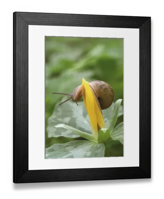 Framed Print : USA, North America, Tennessee