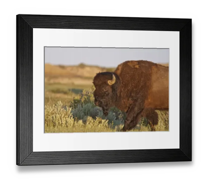 Framed Print : USA, North America, North Dakota Framed Print : USA, North America, North Dakota