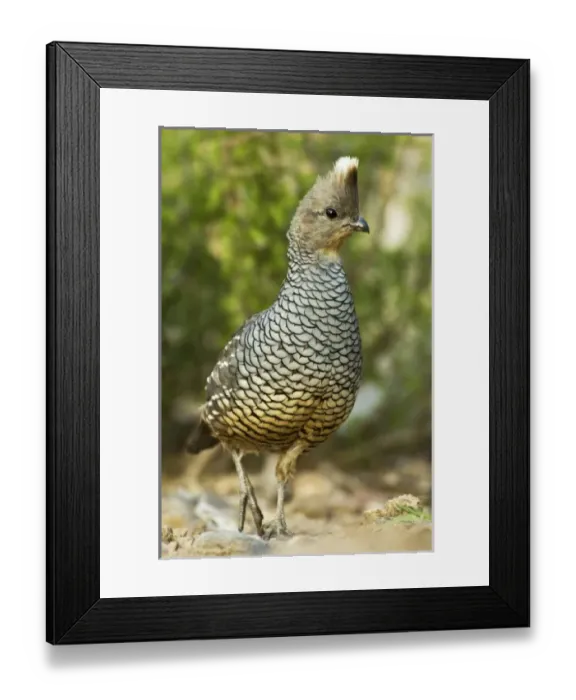 Framed Print : USA, North America, Texas Framed Print : USA, North America, Texas