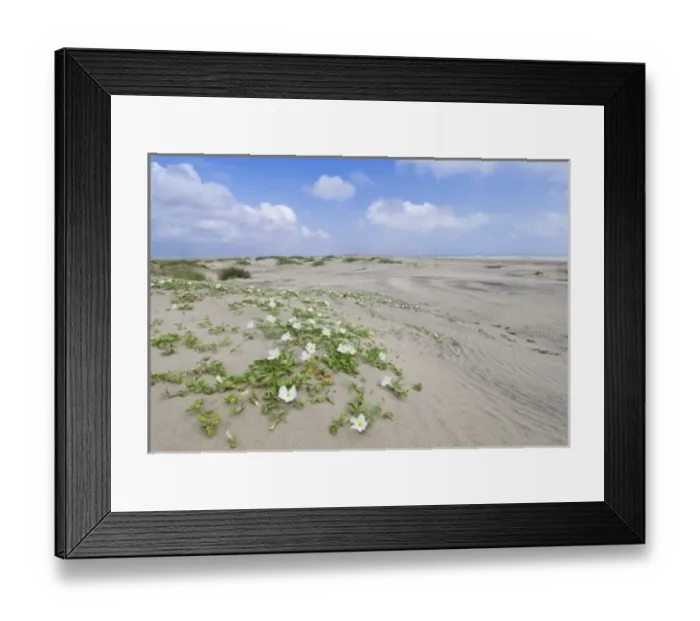 Framed Print : USA, North America, Texas