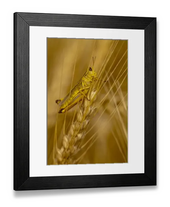 Framed Print : Grasshopper on stalk of mature wheat in the Palouse of Washington Framed Print : Grasshopper on stalk of mature wheat in the Palouse of Washington