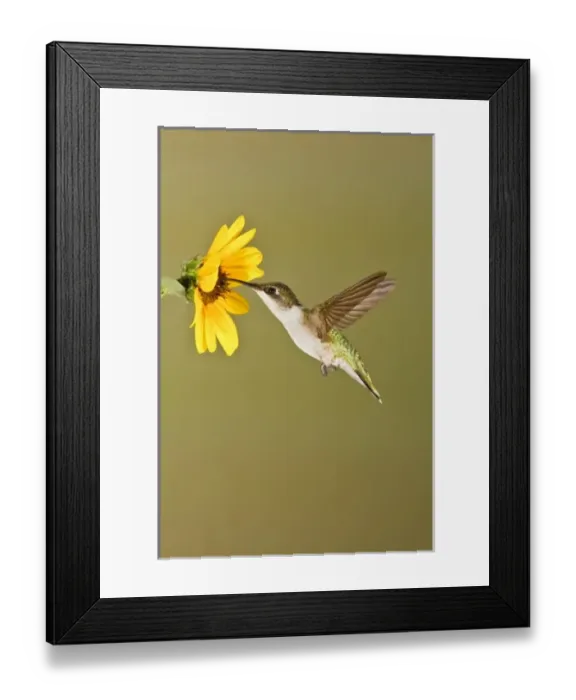 Framed Print : USA, North America, Texas