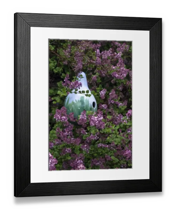 Framed Print : USA, Pennsylvania. Birdhouse made from a painted gourd in a lilac tree. Credit as