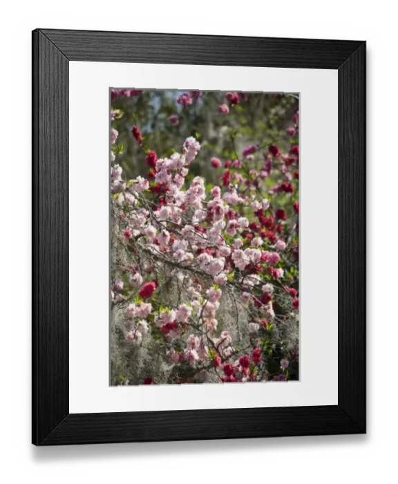 Framed Print : USA, South Carolina, Charleston. Pink double flowering cherry tree blossoms