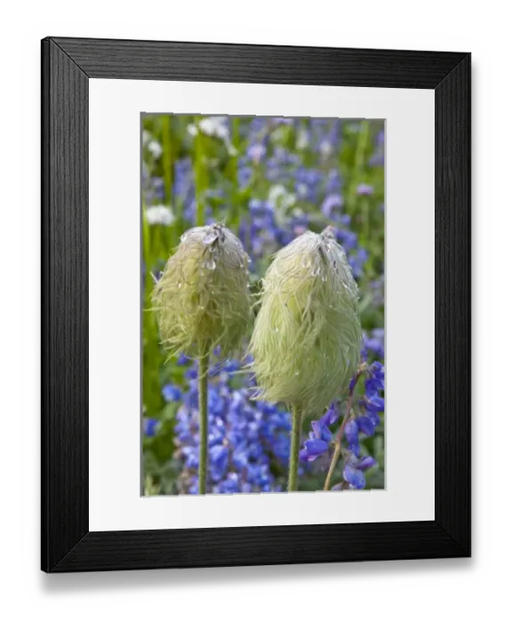 Framed Print : Western Anemone in seed stage in a meadow with lupine Framed Print : Western Anemone in seed stage in a meadow with lupine