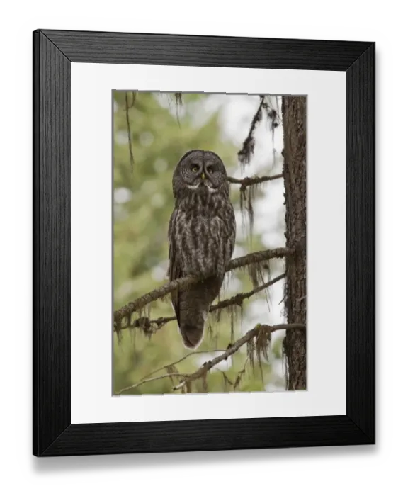 Framed Print : USA, North America, Oregon Framed Print : USA, North America, Oregon