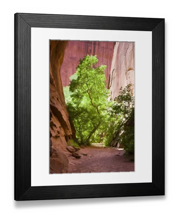 Framed Print : A narrow path leading to a sunlit tree contrasted against the red sandstone walls Framed Print : A narrow path leading to a sunlit tree contrasted against the red sandstone walls
