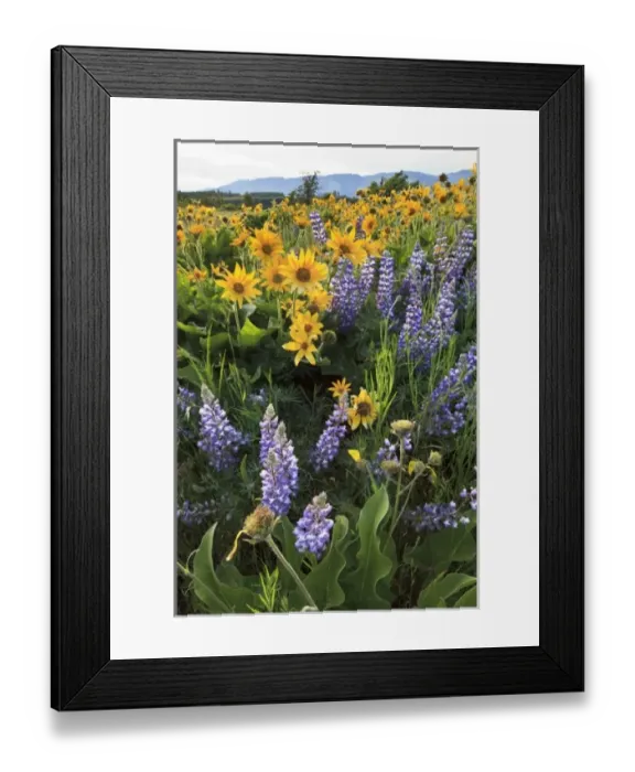 Framed Print : USA, Oregon, Columbia Gorge, Tom McCall Nature Preserve, Narrowleaf Mule Ears (Wyethia Framed Print : USA, Oregon, Columbia Gorge, Tom McCall Nature Preserve, Narrowleaf Mule Ears (Wyethia