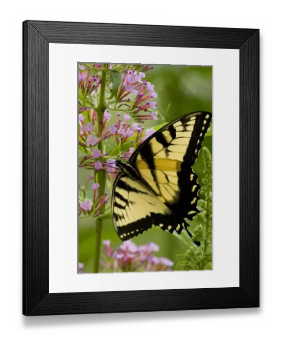 Framed Print : USA, North America, Pennsylvania Framed Print : USA, North America, Pennsylvania