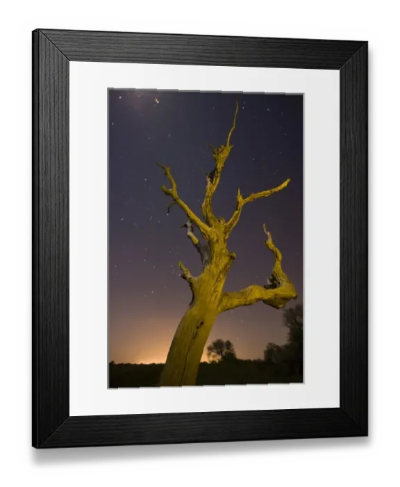Framed Print : Tree, stars, and nightfall, Coastal Bend, Texas
