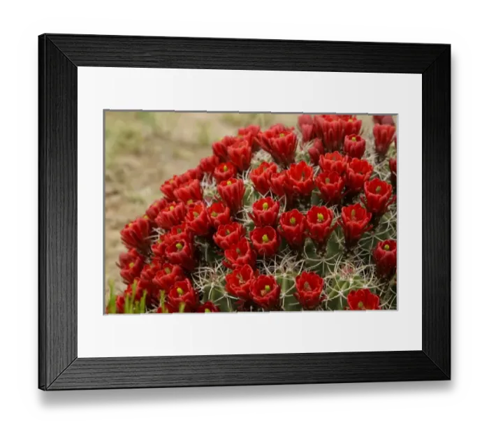 Framed Print : New Mexico, United States. Claret cup cactus in bloom