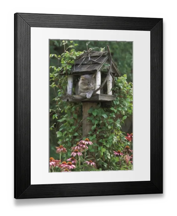 Framed Print : USA, Pennsylvania, Cat in birdfeeder amid clematis and coneflowers