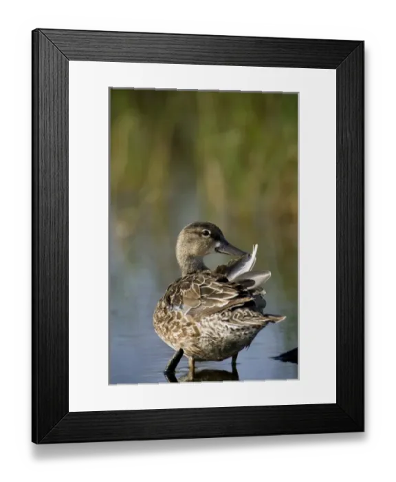 Framed Print : Blue-winged Teal preening, Anas discors, Welder Flats, Texas Framed Print : Blue-winged Teal preening, Anas discors, Welder Flats, Texas