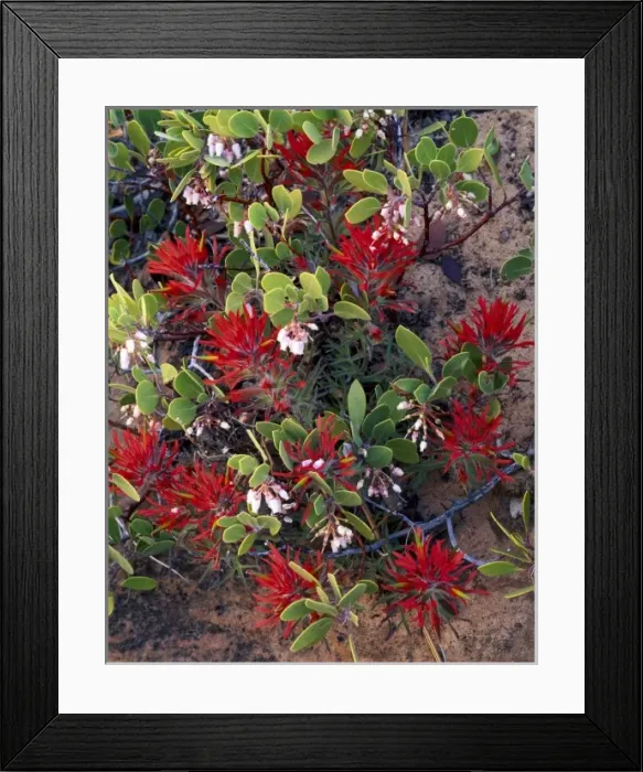 Framed Print : ZION NATIONAL PARK, UTAH. USA. Detail, Paintbrush (Castilleja scabrida) & manzanita
