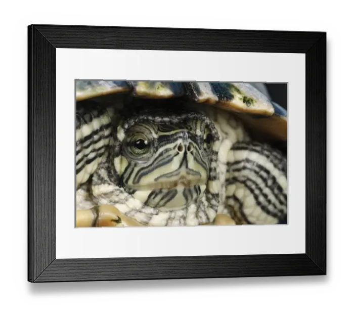 Framed Print : USA, North America, Tennessee Framed Print : USA, North America, Tennessee