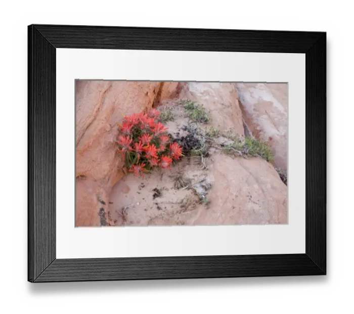 Framed Print : Utah, Zion National Park, Indian Paintbrush wildflowers Framed Print : Utah, Zion National Park, Indian Paintbrush wildflowers