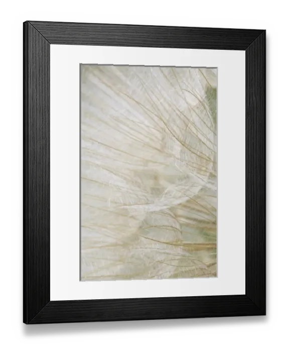 Framed Print : Oyster Plant; Salsify (Tragopogon porrifolius) Sunflower Family (Asteraceae) Pennsylvania