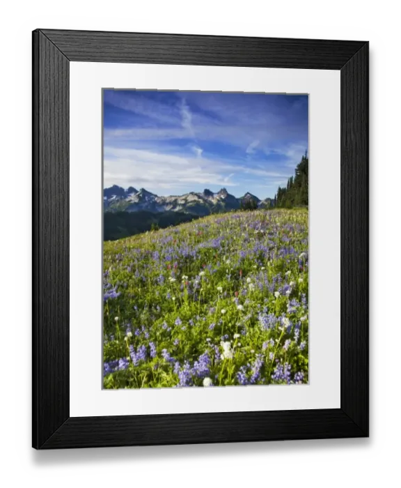 Framed Print : Wildflower meadows at Paradise with Tatoosh Range in background in Mount Rainier Framed Print : Wildflower meadows at Paradise with Tatoosh Range in background in Mount Rainier