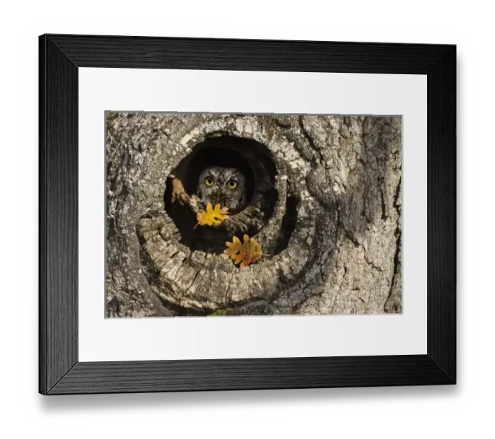 Framed Print : USA, North America, Oregon Framed Print : USA, North America, Oregon