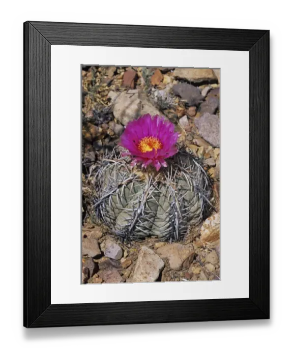 Framed Print : Devilshead cactus, Echinocactus horizonthalonius, blooming, Big Bend National Park