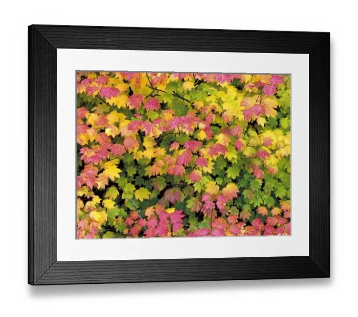 Framed Print : USA, North America, Oregon