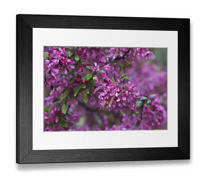 Framed Print : USA, Pennsylvania. Cherry blossom tree in bloom Framed Print : USA, Pennsylvania. Cherry blossom tree in bloom