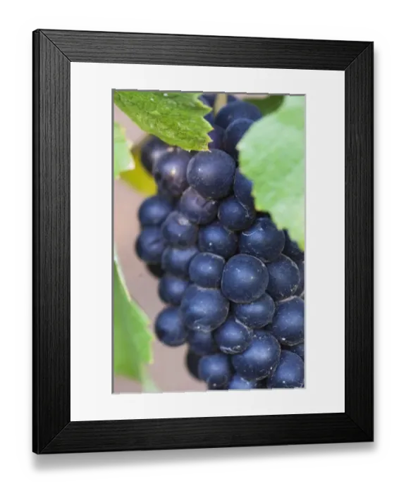 Framed Print : NA; USA; Oregon; Willamette Valley; Pinot Noir Grapes (selective focus)