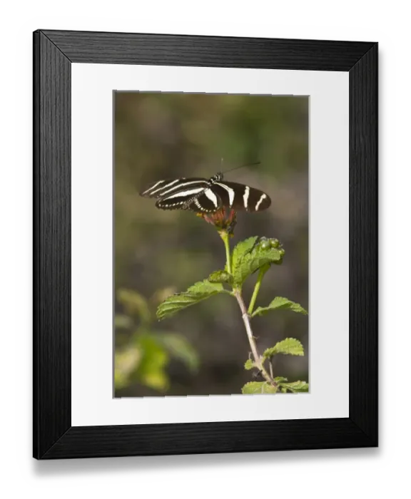 Framed Print : USA, North America, Texas Framed Print : USA, North America, Texas