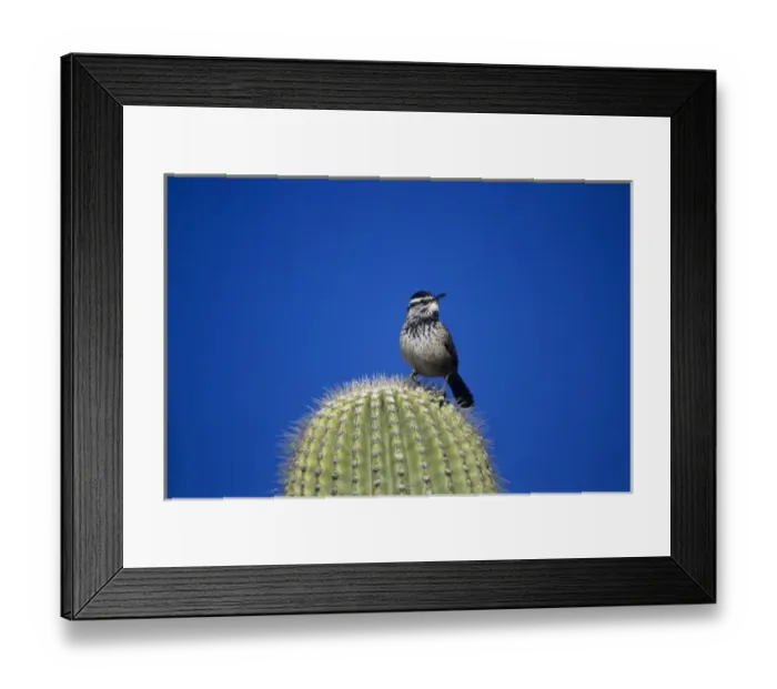 Framed Print : Cactus Wren, Campylorhynchus brunneicapillus, adult on Saguaro cactus, Tuscon, Arizona Framed Print : Cactus Wren, Campylorhynchus brunneicapillus, adult on Saguaro cactus, Tuscon, Arizona