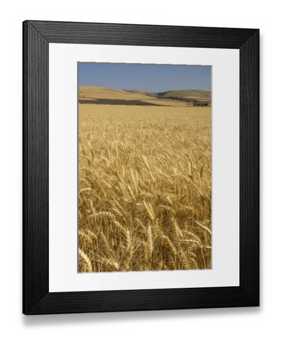 Framed Print : USA, North America, Oregon Framed Print : USA, North America, Oregon