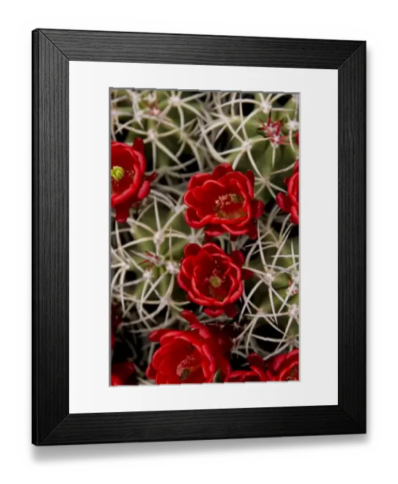 Framed Print : New Mexico, United States. Claret cup cactus in bloom Framed Print : New Mexico, United States. Claret cup cactus in bloom