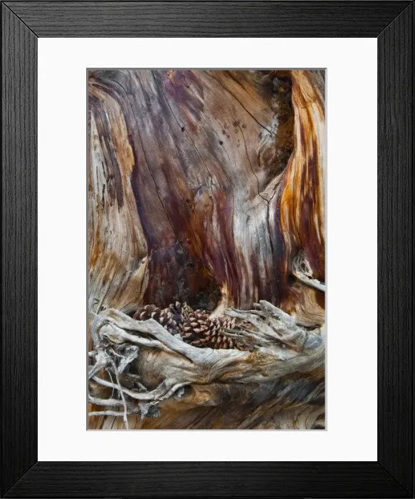 Framed Print : USA, Utah, Zion National Park. Trunk with fallen pine cones Framed Print : USA, Utah, Zion National Park. Trunk with fallen pine cones