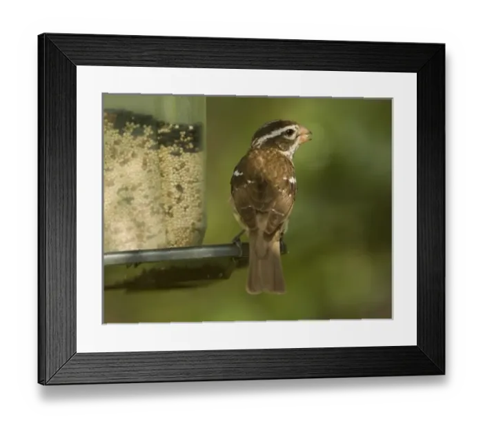 Framed Print : USA, North America, Texas