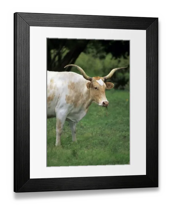 Framed Print : Texas longhorn