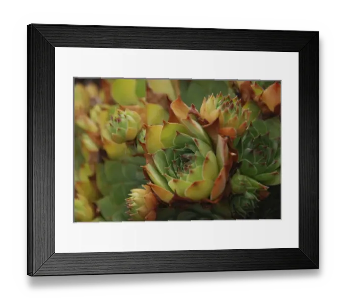 Framed Print : USA, Oregon, Portland. Close-up of succulent plants. Credit as: Steve Terrill / Jaynes Framed Print : USA, Oregon, Portland. Close-up of succulent plants. Credit as: Steve Terrill / Jaynes