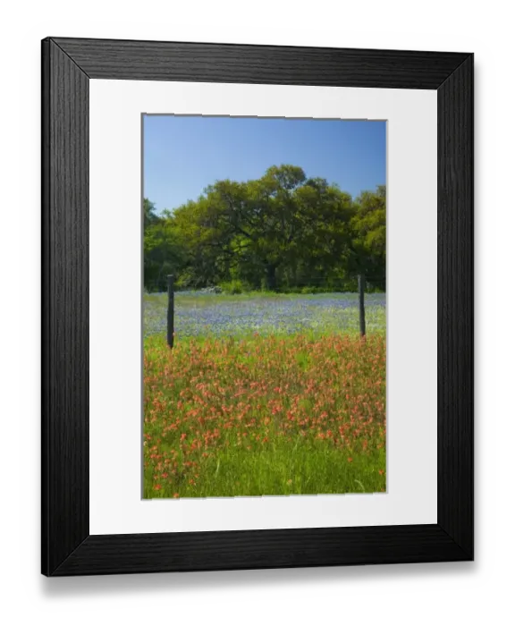 Framed Print : Sprintime Wildflowers of Paint Brush, Blue Bonnets in the Gay Hill area just north of Brenham Texas Framed Print : Sprintime Wildflowers of Paint Brush, Blue Bonnets in the Gay Hill area just north of Brenham Texas