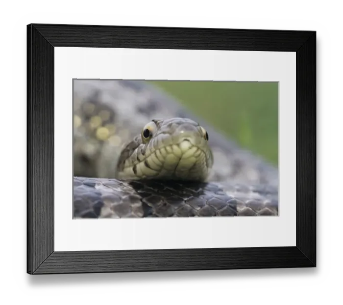 Framed Print : Great Plains Rat Snake, Elaphe guttata emoryi, adult, Lake Corpus Christi, Texas, USA Framed Print : Great Plains Rat Snake, Elaphe guttata emoryi, adult, Lake Corpus Christi, Texas, USA