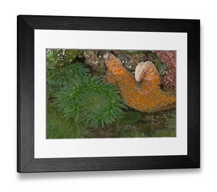Framed Print : USA, Oregon, Bandon Beach. Sea stars and anemones exposed at low tide Framed Print : USA, Oregon, Bandon Beach. Sea stars and anemones exposed at low tide