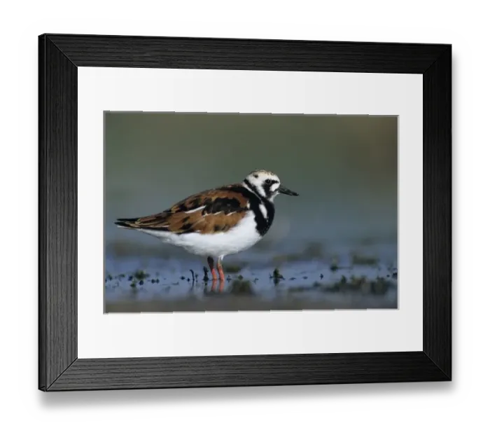Framed Print : Ruddy Turnstone, Arenaria interpres, adult summer plumage, Welder Wildlife Refuge Framed Print : Ruddy Turnstone, Arenaria interpres, adult summer plumage, Welder Wildlife Refuge