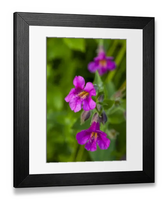 Framed Print : Closeup of Lewis Monkeyflower Framed Print : Closeup of Lewis Monkeyflower