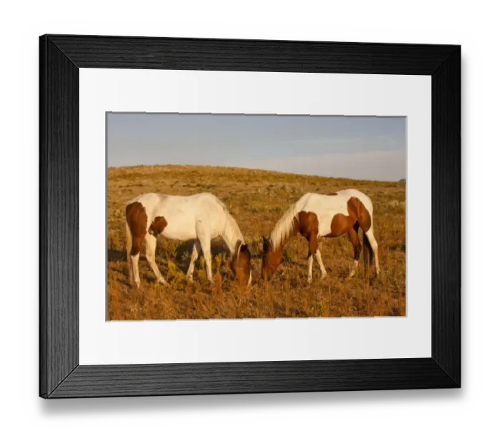 Framed Print : USA, South Dakota. Paint horses graze at Black Hills Wild Horse Sanctuary