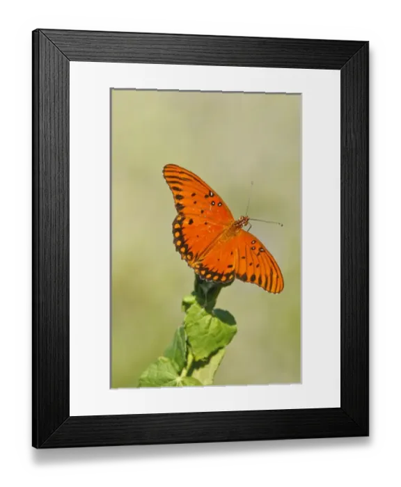 Framed Print : USA, North America, Texas