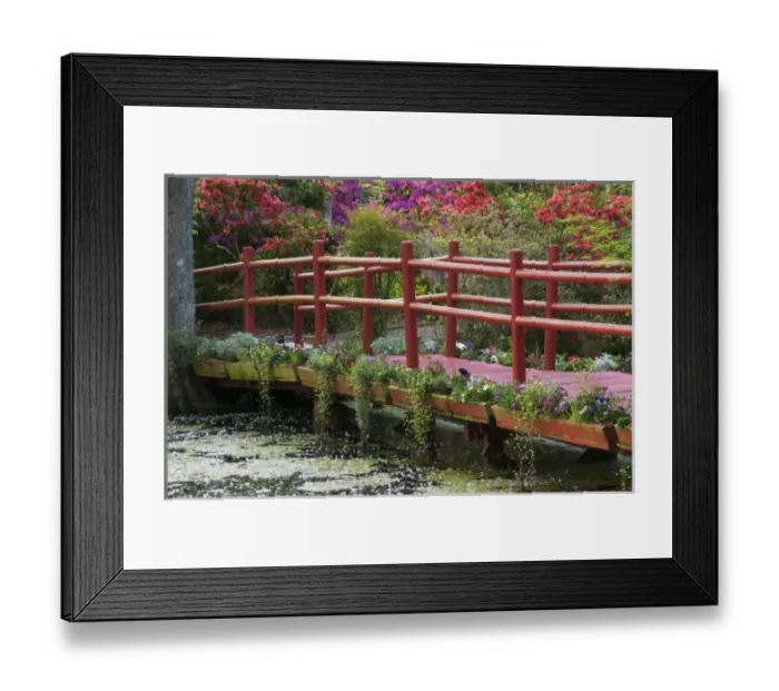 Framed Print : Charleston, South Carolina, USA. Azaleas in bloom ialong a bridge n the spring Framed Print : Charleston, South Carolina, USA. Azaleas in bloom ialong a bridge n the spring