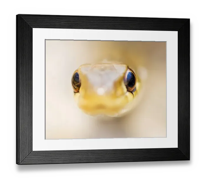 Framed Print : USA, New Jersey, Bernardsville, Scherman Hoffman Audubon Preserve. Eastern Garter Snake Framed Print : USA, New Jersey, Bernardsville, Scherman Hoffman Audubon Preserve. Eastern Garter Snake