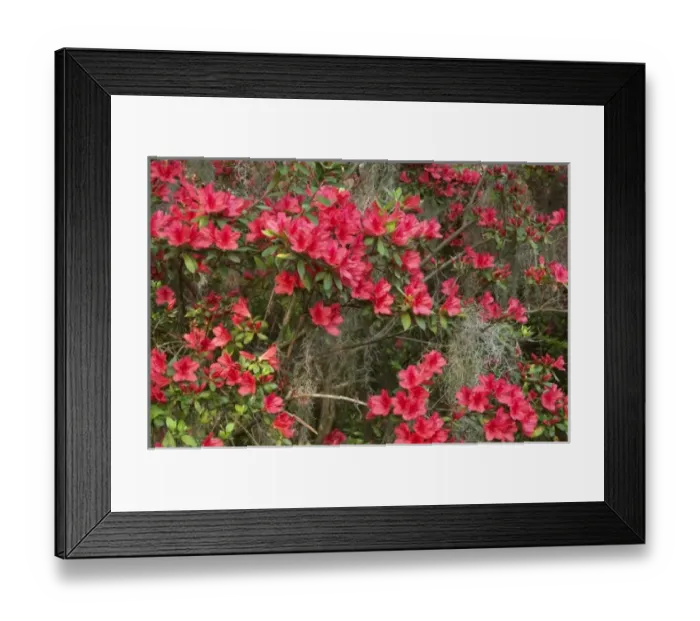 Framed Print : Charleston, South Carolina, USA. Azaleas in bloom in the spring Framed Print : Charleston, South Carolina, USA. Azaleas in bloom in the spring